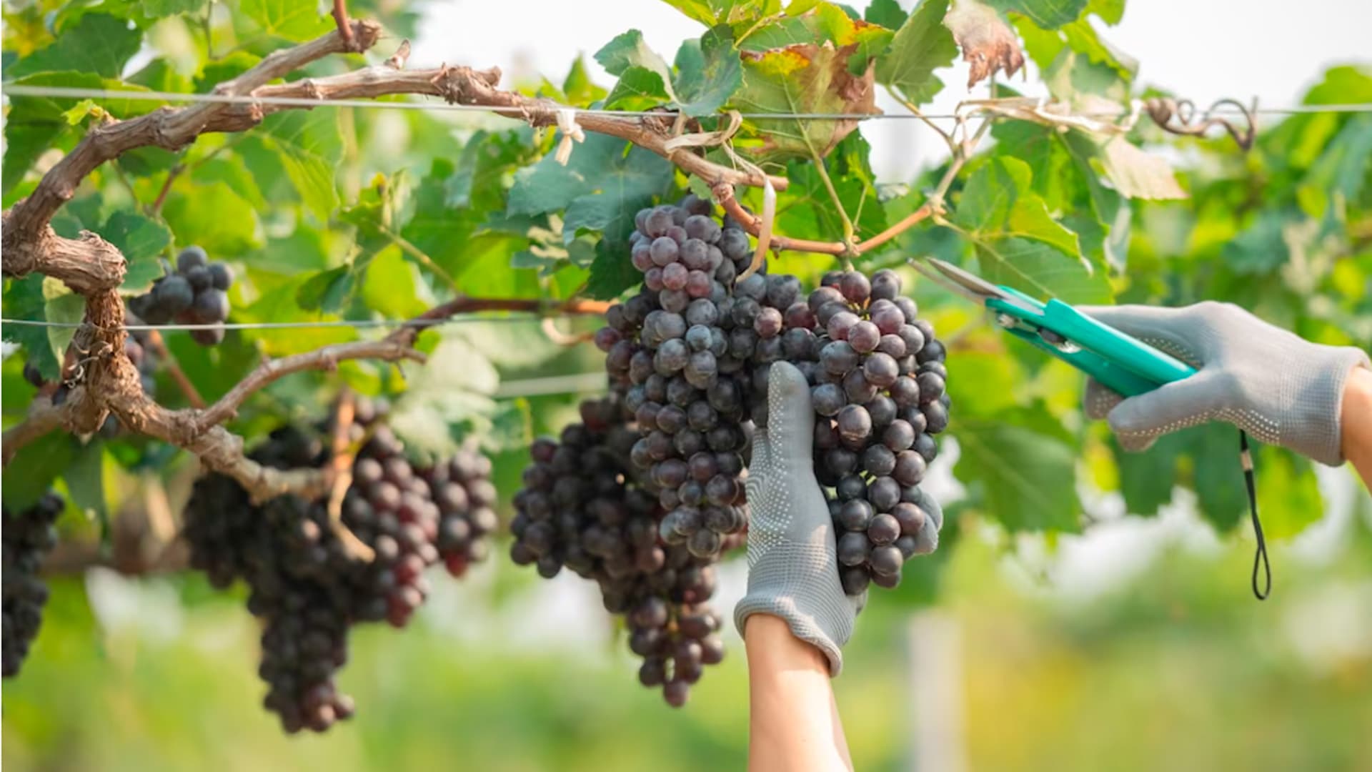 Você está preparando a sua VINÍCOLA para a próxima safra?